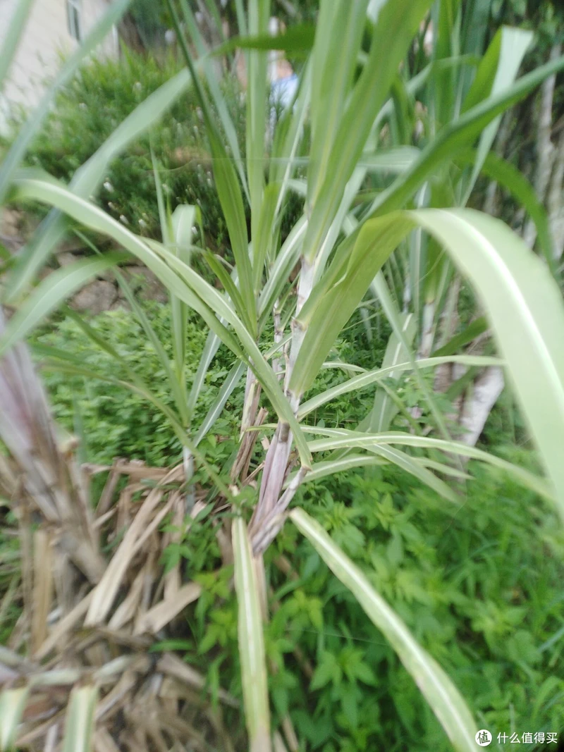 甘蔗种植
