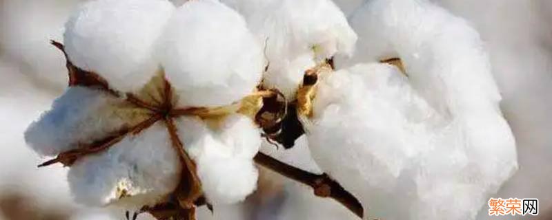 木头和棉花是属于什么材料 木头和棉花属于什么材料?