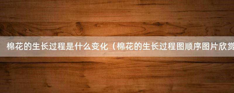 棉花的生长过程是什么变化（棉花的生长过程图顺序图片欣赏）