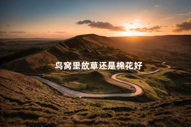 鸟窝里放草还是棉花好
