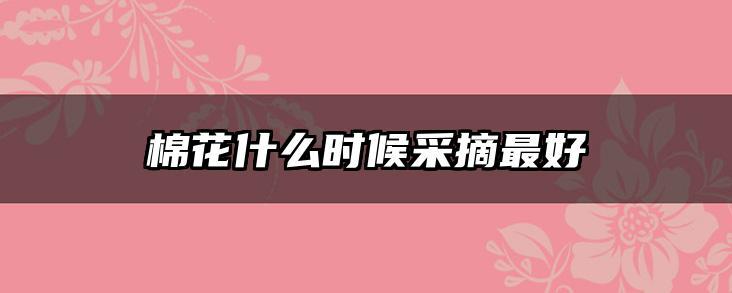 棉花什么时候采摘最好