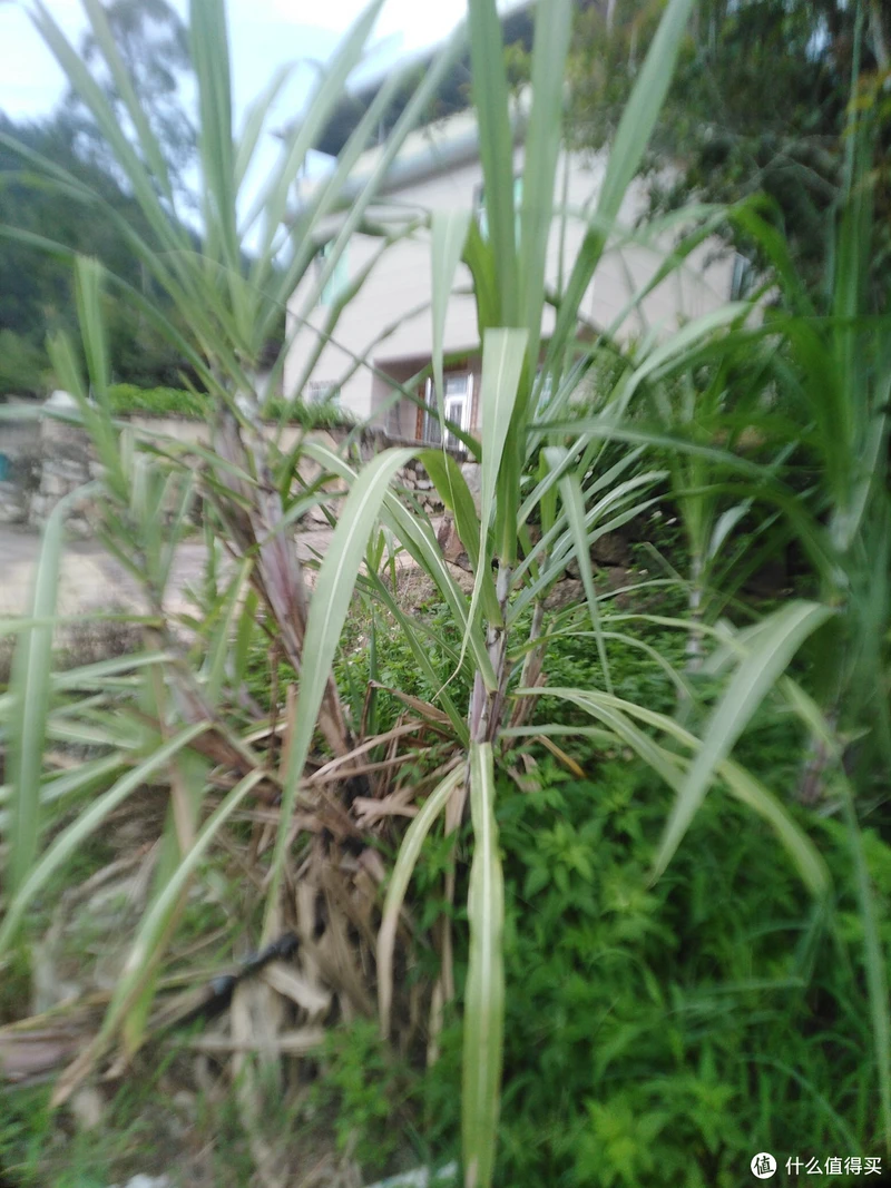 甘蔗种植