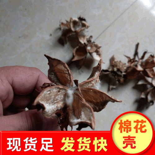 棉花壳,棉花壳有什么作用