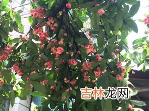 棉桃是果实吗,棉花的果实像桃子,所以人们称他为