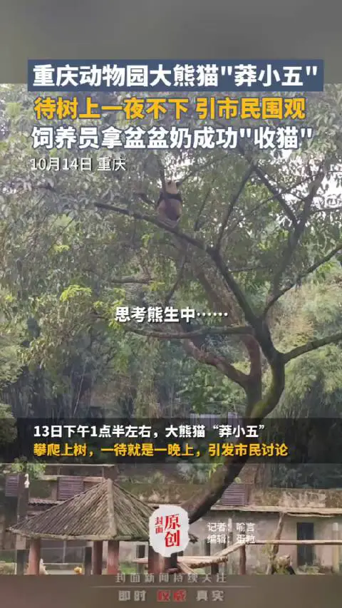 园方回应大熊猫树上过夜