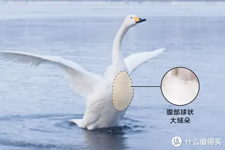 鹅绒被推荐,高性价比鹅绒被推荐