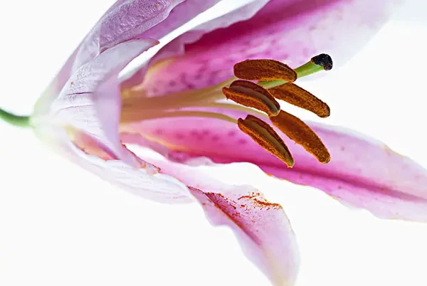 雄蕊