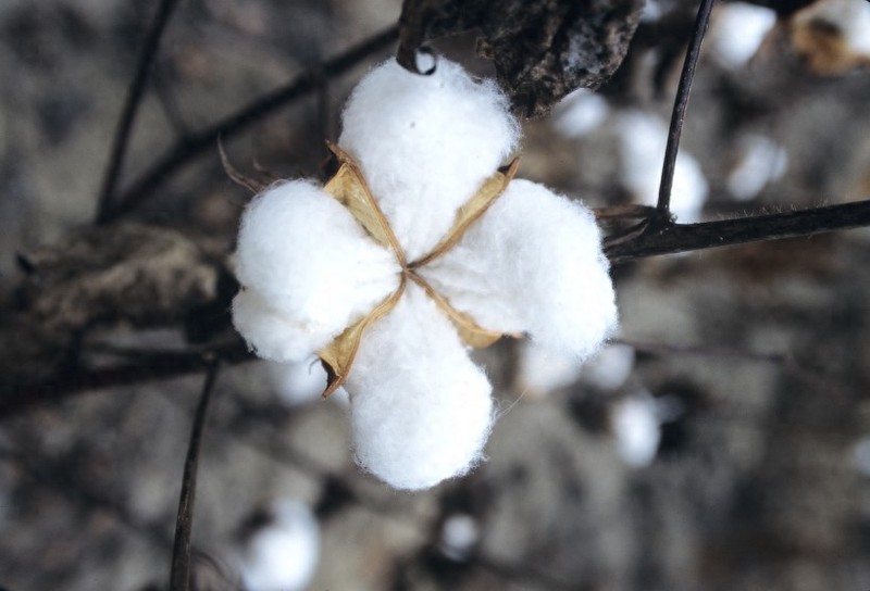 雪白柔软的棉花图片(16张），值得收藏！