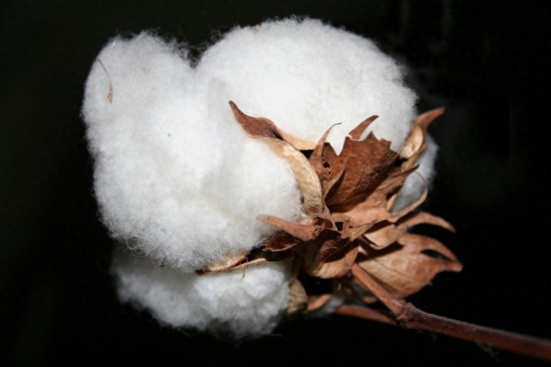 雪白柔软的棉花图片(16张），值得收藏！