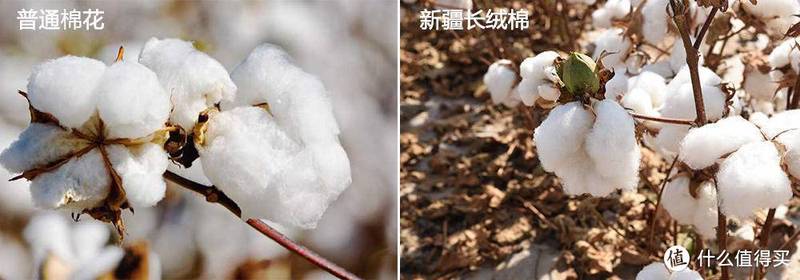 棉花被or鹅绒被，你pick谁？谁才是真正的最强王者？