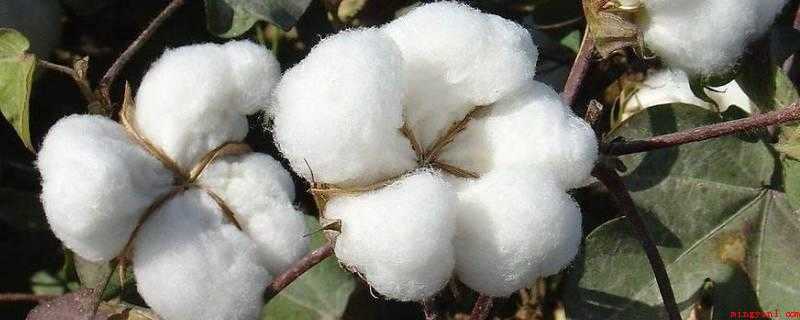 羊毛和棉花灼烧后气味（羊毛成分是“蛋白质”,燃烧后是烧焦羽毛气味）