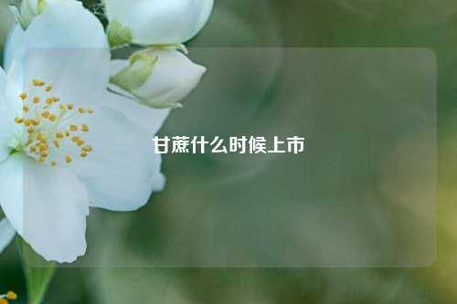 甘蔗什么时候上市