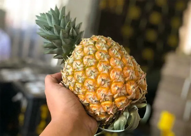 芒果凤梨 ©图源网络