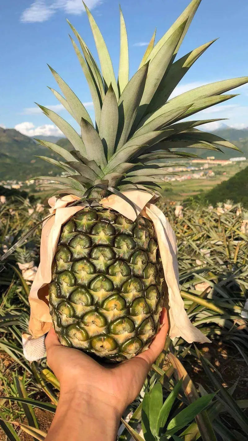 景洪无眼菠萝 ©图源网络