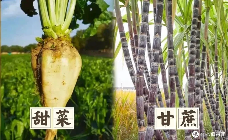 16种糖类来源大盘点,看看它们的作用与区别
