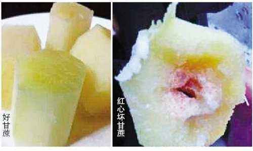 吃甘蔗务必要“留心” 红心是已经霉变的食用或引发中毒
