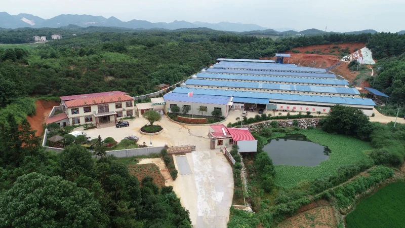 他养殖青壳蛋鸡，带动15000贫困户脱贫致富