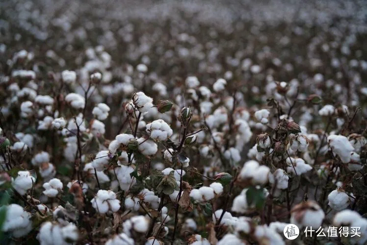 新疆棉:不仅仅是一种棉花,更是一种文化和历史的传承