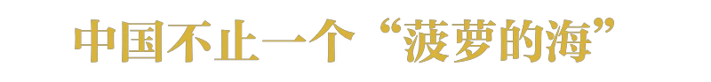 现在还有多少人不知道菠萝和凤梨的关系