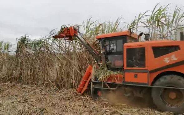 雷道牌整杆式甘蔗联合收割机作业视频