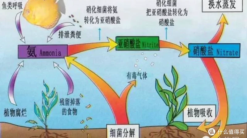 关于养鱼过滤篇-花最少的钱做最好的过滤