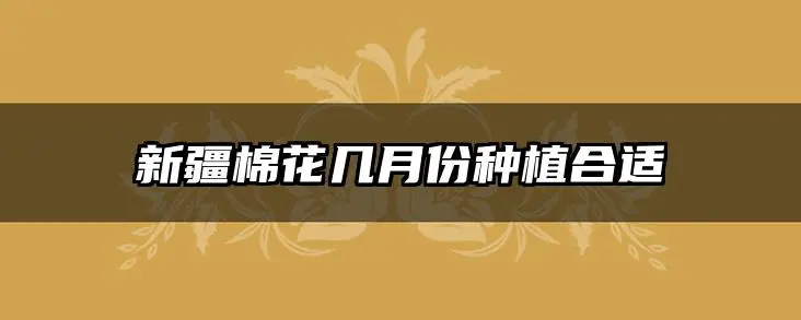新疆棉花几月份种植合适