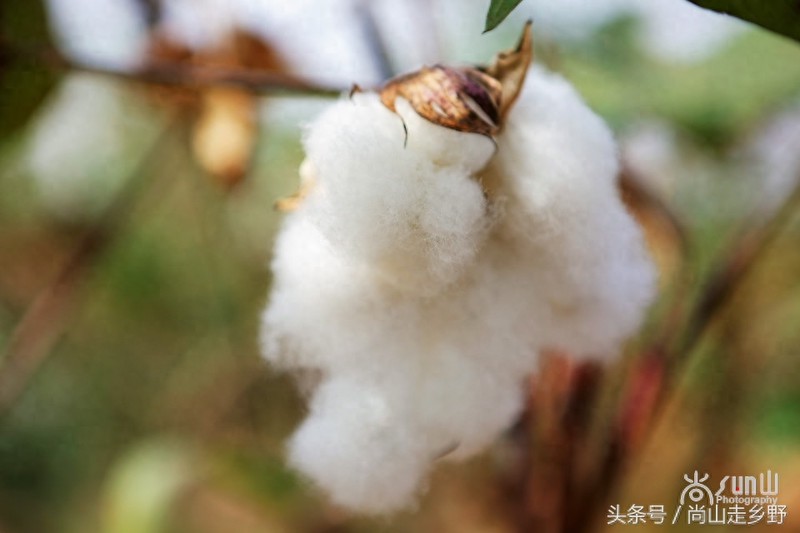 把一团团棉花纺成棉线,竟然是这么简单?