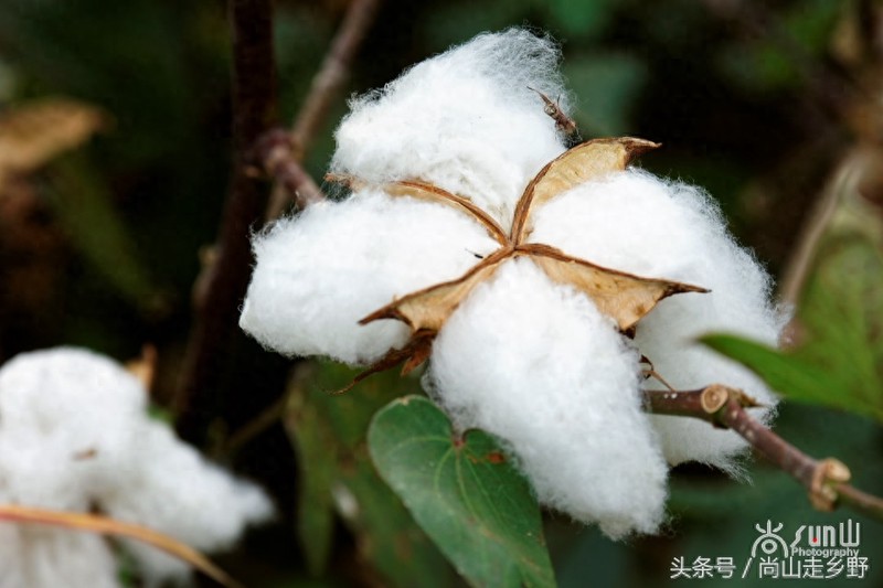 把一团团棉花纺成棉线,竟然是这么简单?