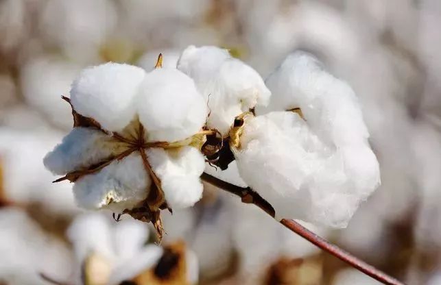 受不了棉被褶皱？各种被子收纳清洗解析篇