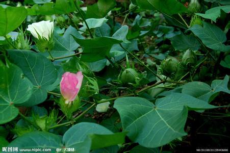 棉花算花卉吗