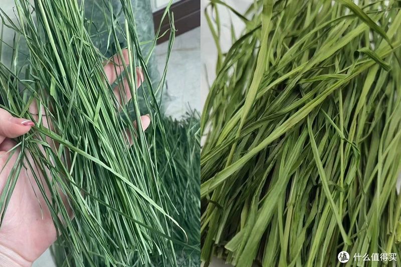 邪恶棉花糖鉴定合格!好吃好喝好用,值得反复回购的养兔好物清单抄作业啦!